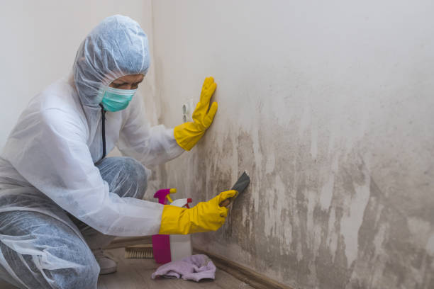 Best Emergency Mold Remediation  in Huntington, WV