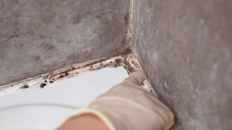 Best Mold Prevention Services  in Huntington, WV