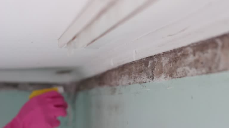 Best Comprehensive Air Testing for Mold Contaminants  in Huntington, WV